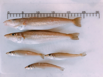 キスのお刺身☆