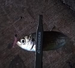 ナイトアジング