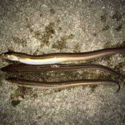 釣場開拓とカレイ