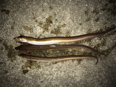 釣場開拓とカレイ