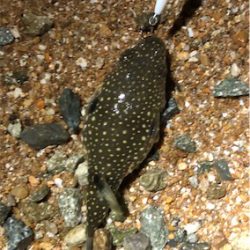 市民薄明後短時間ライトゲーム