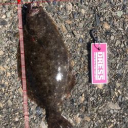 フラットフィッシュ