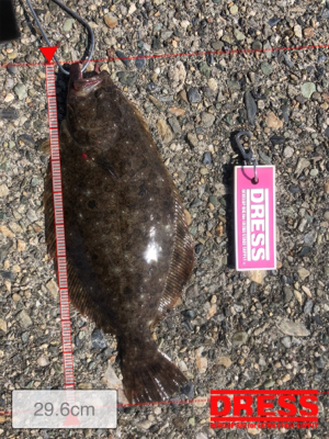 フラットフィッシュ