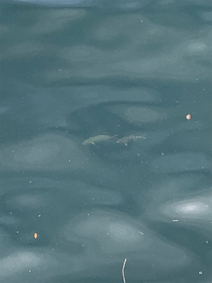 和歌山不発で翌日やっぱ神戸やで!