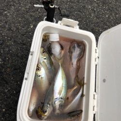 ジグ単アジング爆釣！