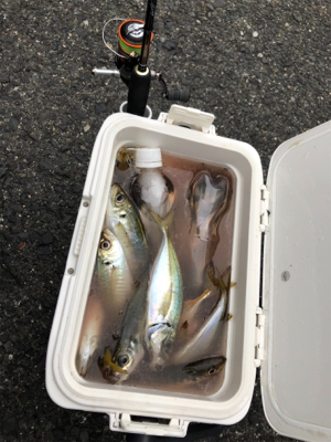 ジグ単アジング爆釣！