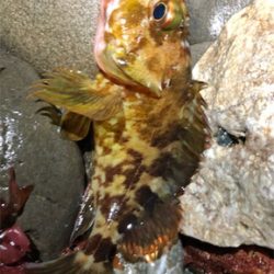 早朝暗闇プラッキング