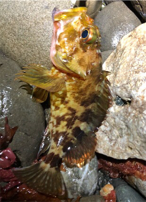 早朝暗闇プラッキング