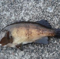 少し降った雨に期待して