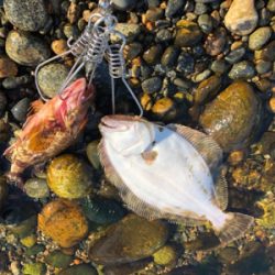 ロックフィッシュ！