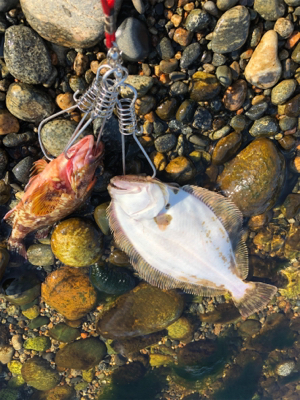 ロックフィッシュ！