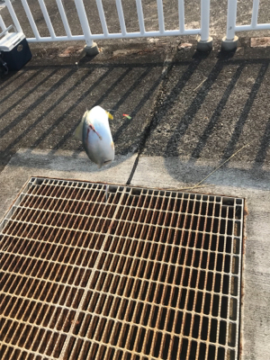 ツバスオモロ！