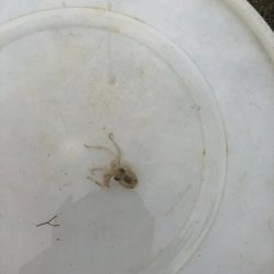 戸津井からの片男波夜釣りでキス