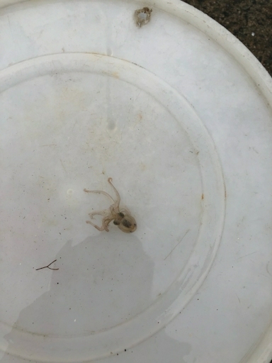 戸津井からの片男波夜釣りでキス