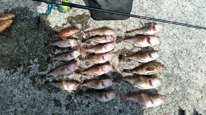 コブダイ釣りがぜんぜん当たりなし、五目釣りに。