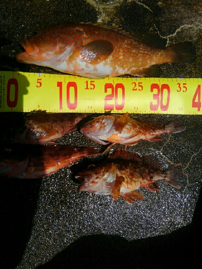 波強し、うねりあり