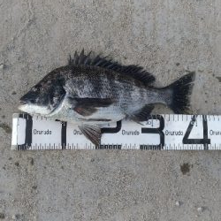 5/5釣果　チヌキビレアジキスコノシロ五目釣り☆