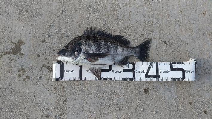 5/5釣果　チヌキビレアジキスコノシロ五目釣り☆