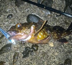 まだまだ開幕せず