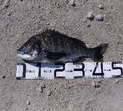 5/26釣果ヒラメスズキキビレキスチヌ