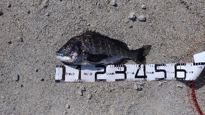 5/26釣果ヒラメスズキキビレキスチヌ