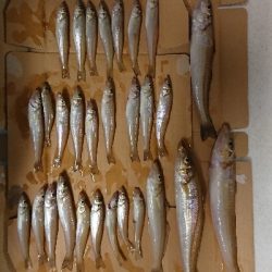 ライトゲーム&キス釣り