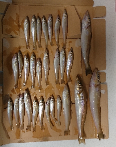 ライトゲーム&キス釣り