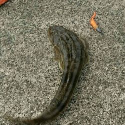 夏の魚、昼間のマゴチ２発！！