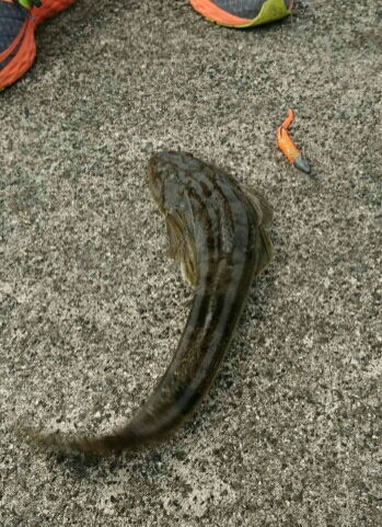 夏の魚、昼間のマゴチ２発！！