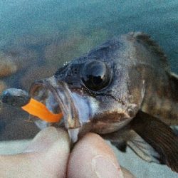 2019年5月15日釣行in伊崎漁港界隈