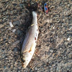 2019年5月29日釣行in箱崎ふ頭