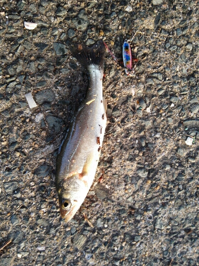 2019年5月29日釣行in箱崎ふ頭