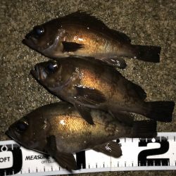 二見メバリング20