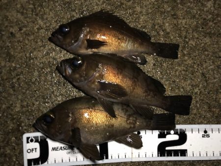 二見メバリング20