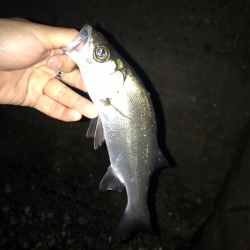 Light Game Fishing 2