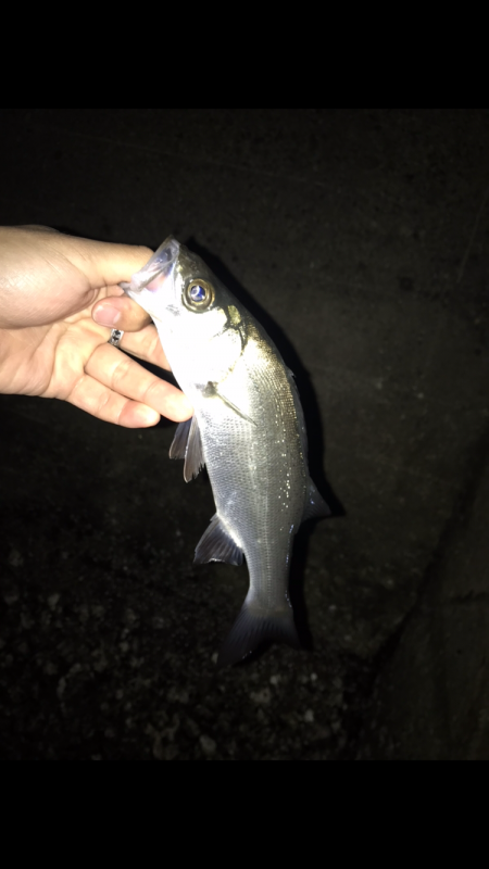 Light Game Fishing 2