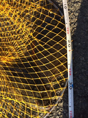 久しぶりの場所でカレイ釣り