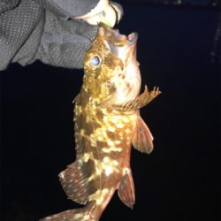 久しぶりに持ち帰りサイズのガシラGET (^.^)