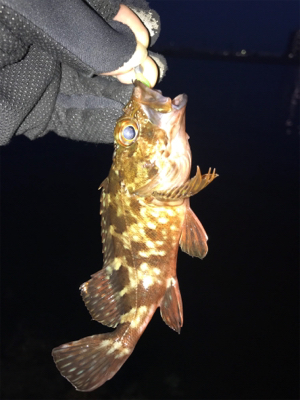 久しぶりに持ち帰りサイズのガシラGET (^.^)