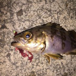 母の日 ガッシー!