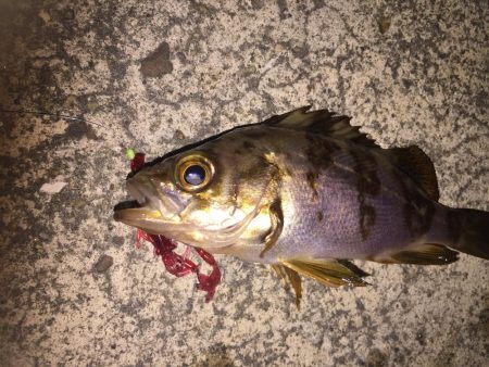 母の日 ガッシー！