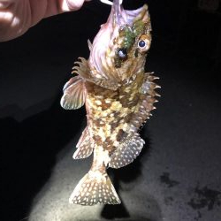 久しぶりのシーバス