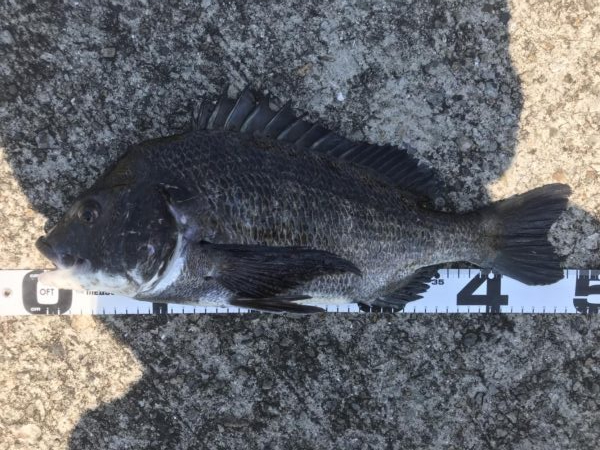 イチノ兄弟、釣果！