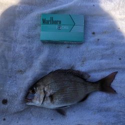 エビ撒きで小物色々