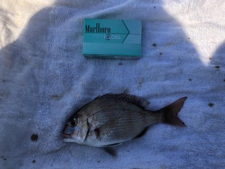 エビ撒きで小物色々