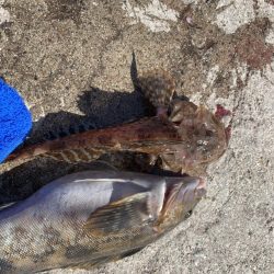 何でも釣れる富山湾