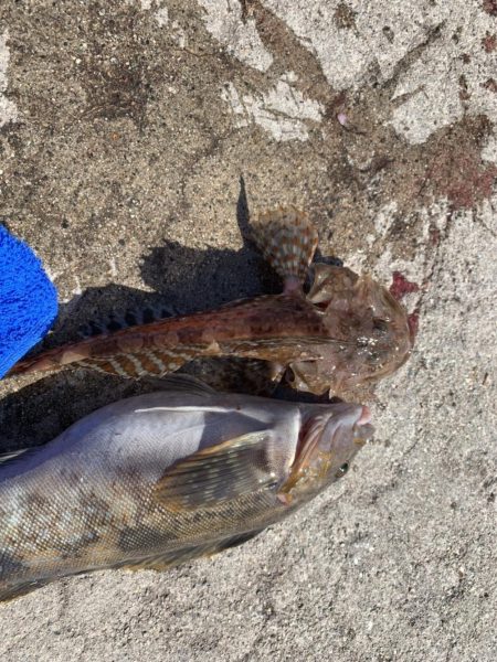 何でも釣れる富山湾