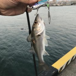 久々のオカッパリ