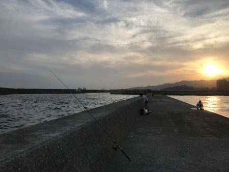 サゴシ狙いが…。