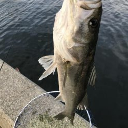 vj28ホームデビュー